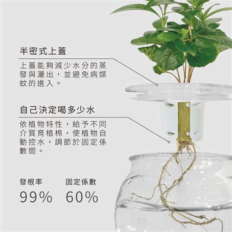 家居水種植物|水耕盆栽完整栽培指南！水耕盆栽技巧與用具教學＆十。